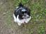 Shih tzu Malou
