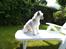 Chinese crested powder puff Giszmo