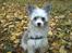 Chinese crested powder puff Giszmo