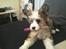 Chinese crested powder puff Giszmo