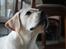 Labrador retriever Abel - Præmie hund<3