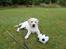 Labrador retriever Abel