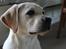 Labrador retriever Abel - Smukke hund, (ca 4 måneder)
