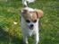Chihuahua Lerches Emma - 05-04-12