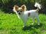 Chihuahua Lerches Emma - 24-05-12