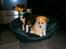 Blanding af racer Japansk spids/beagle Gaius