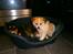 Blanding af racer Japansk spids/beagle Gaius