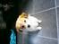 Blanding af racer Japansk spids/beagle Gaius