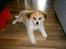 Blanding af racer Japansk spids/beagle Gaius