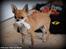 Chihuahua Chihuanas Flush of Hearts - Momo