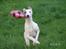 Whippet Liam Emil