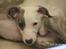Whippet Liam Emil