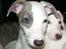 Whippet Liam Emil
