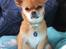 Chihuahua Chihuanas Flush of Hearts - Momo - 29 august 2012