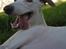 Whippet Liam Emil