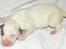 Whippet Liam Emil