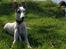 Whippet Liam Emil