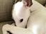 Whippet Liam Emil