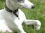 Whippet Liam Emil