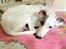 Whippet Liam Emil