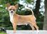 Chihuahua CH. Gorchi Dasher "Dexter" - 7,5mdr