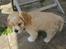 Amerikansk cocker spaniel Milo