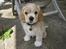 Amerikansk cocker spaniel Milo