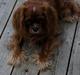Cavalier king charles spaniel Zobell