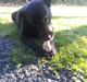 Labrador retriever Bella (Tidl. hund) - :-(