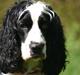 Cocker spaniel Lady