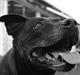 Amerikansk staffordshire terrier zenta