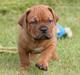 Dogue de bordeaux Shadow of oak Highlander Finni / Loui