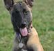 Malinois Soffi