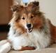 Shetland sheepdog Kenzo