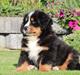 Berner sennenhund Samson