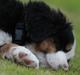Berner sennenhund Pirat