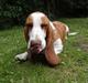 Basset hound Bessie