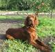 Irsk setter Molly
