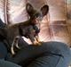 Russisk toy terrier Balder. R.I.P .