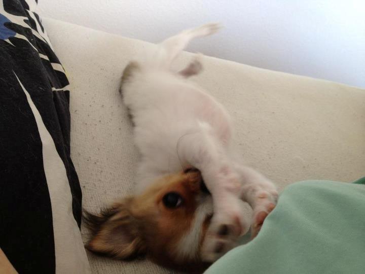Chihuahua Erik - Godmorgen :) billede 10