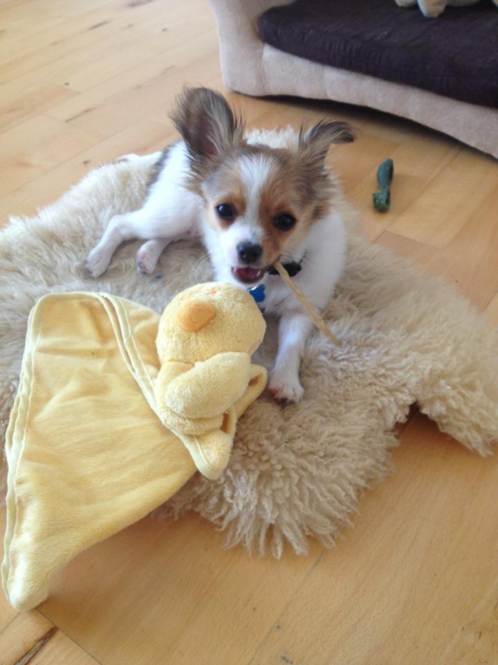 Chihuahua Erik - Erik er lige kommet hjem fra dyrlægen efter at have fået min 2. vaccine hvilket han klarede så flot! :) billede 11