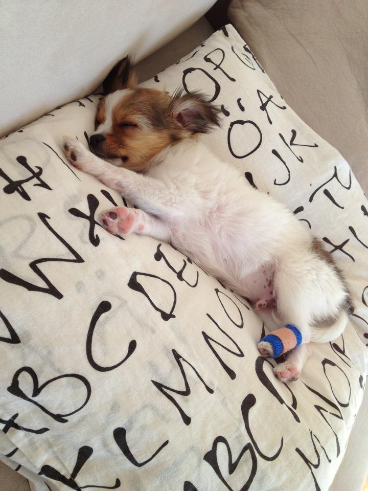 Chihuahua Erik - Fik poten i klemme i døren, og brækkede en lille tå. Stakkels ham! :( billede 12