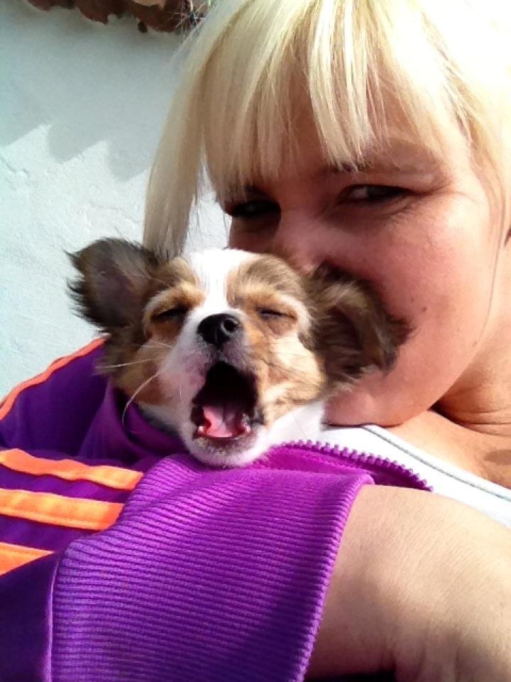 Chihuahua Erik - Lige et lille gavekort. :) billede 13