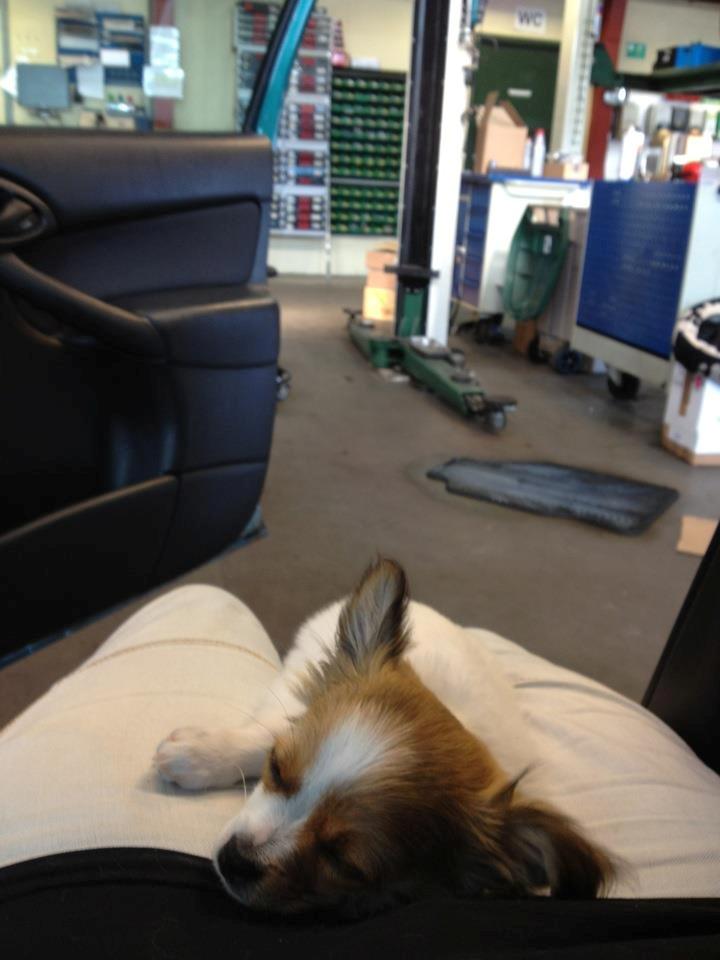 Chihuahua Erik - Med far på arbejde. billede 15