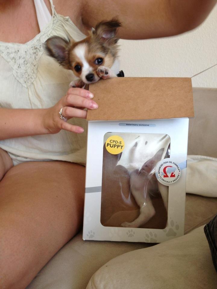 Chihuahua Erik - Actionman . :) billede 16