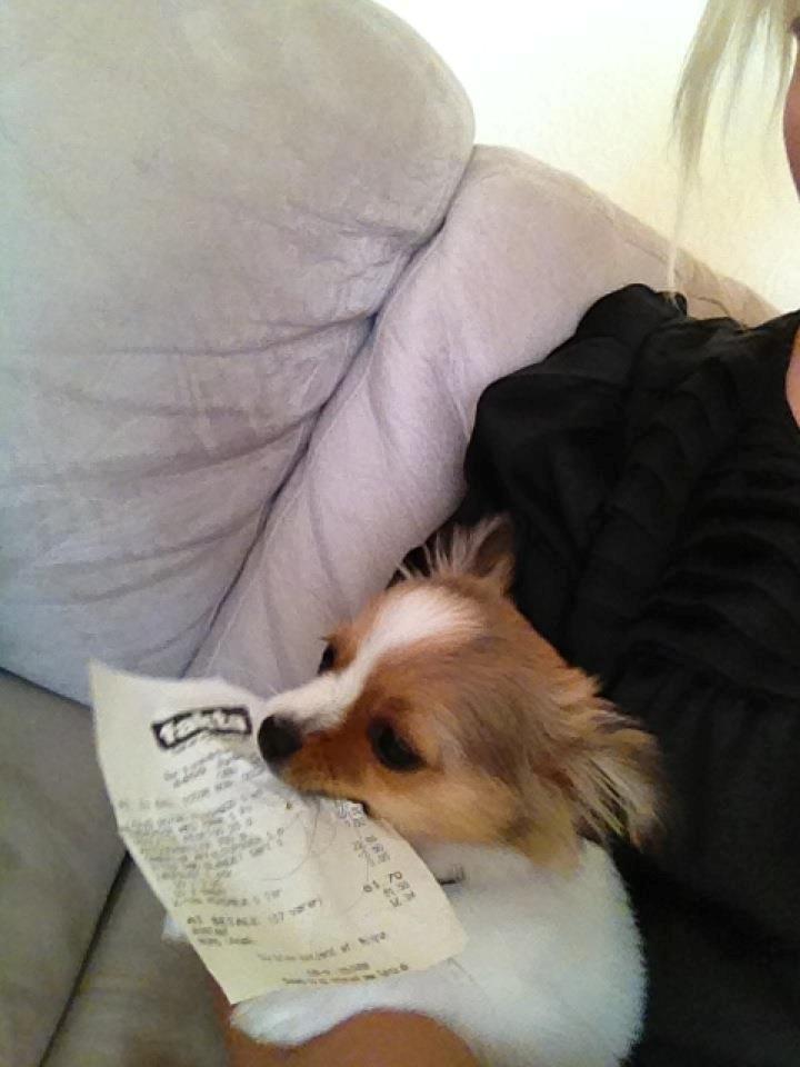 Chihuahua Erik - Der er en herhjemme der ikke mener han får nok at spise.  billede 17