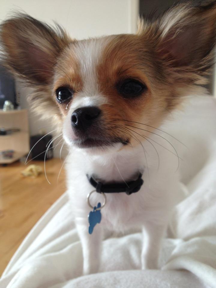 Chihuahua Erik - Lige vågnet fra middagslur.  billede 18