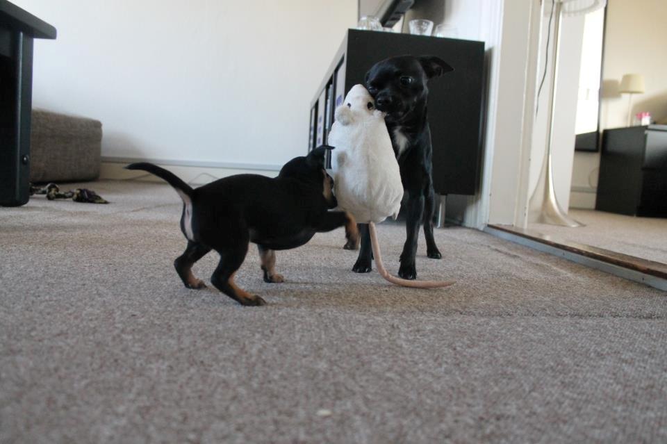 Blanding af racer Prazsky Krysarik / Chihuahua - CARLOIOS billede 16