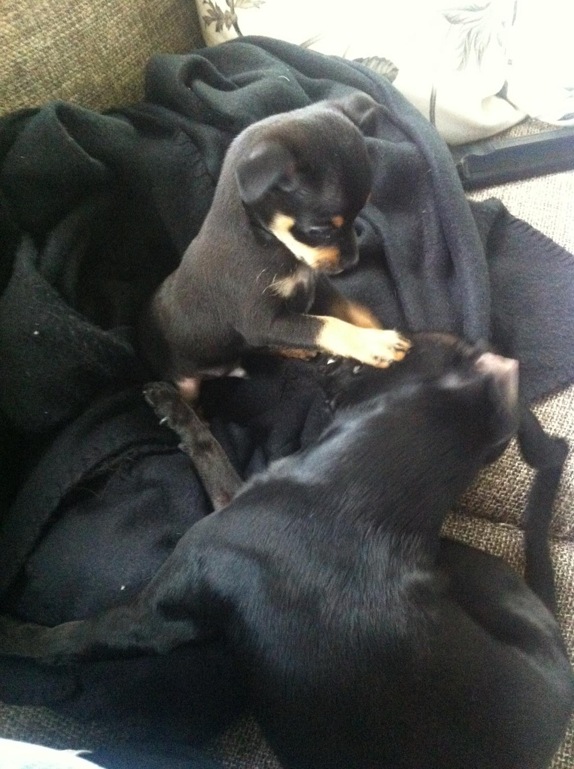 Blanding af racer Prazsky Krysarik / Chihuahua - CARLOIOS billede 15