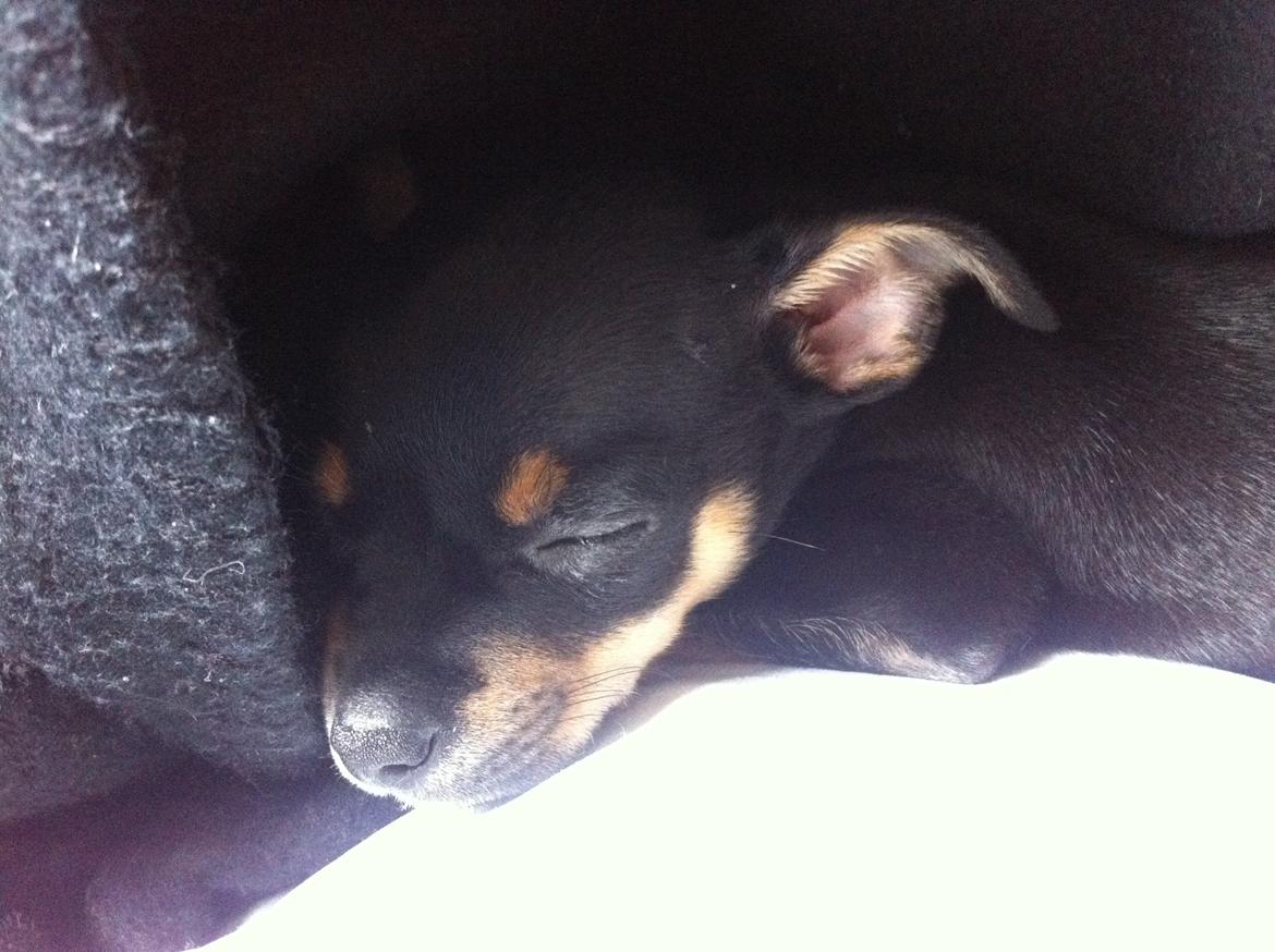 Blanding af racer Prazsky Krysarik / Chihuahua - CARLOIOS billede 17